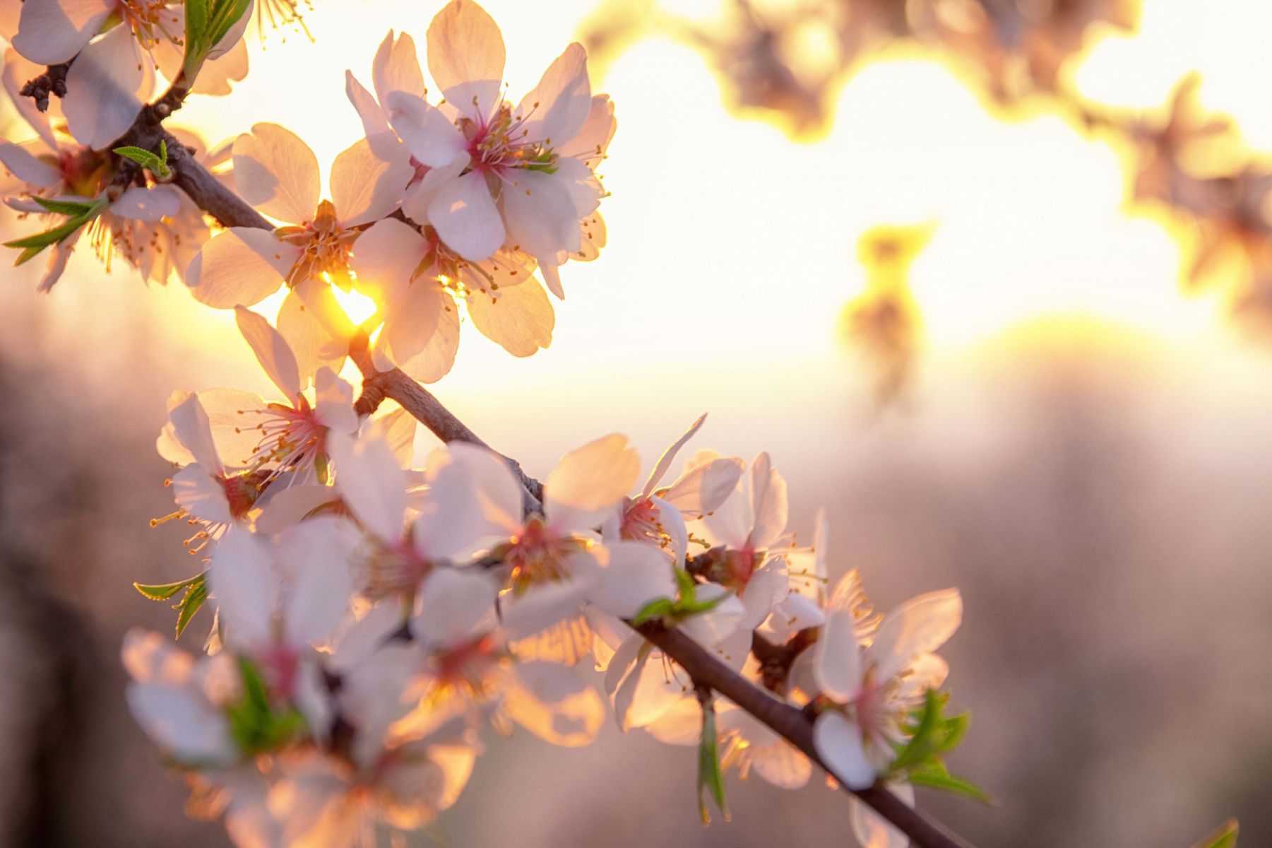 MANDLONĚ ODKVETLY a MANDLOVKA voní