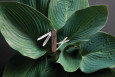 Kapesní nůž Victorinox Classic SD Wood, 5 funkcí