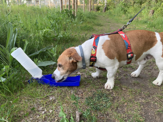 PET láhev MAX 500 ml